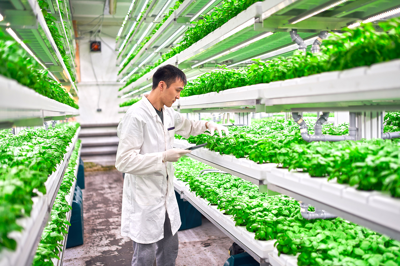 Is It Possible To Grow Broccoli Hydroponically? (Tips For Thriving!)